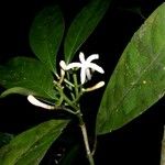 Palicourea psychotrioides अन्य