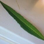 Vernonia noveboracensis Leaf
