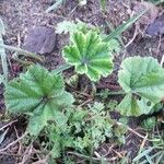 Alchemilla subcrenata Φύλλο