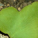 Lygodium microphyllum Blatt