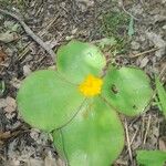 Costus spectabilis Лист