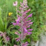 Agastache mexicana Кветка