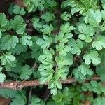 Cardamine graeca Feuille