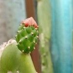 Nopalea cochenillifera Flower