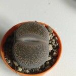 Lithops aucampiae Hostoa