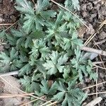 Ranunculus paludosus Leaf