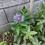 Centaurea triumfettiiCvet