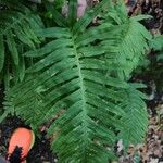 Polypodium cambricum Leaf