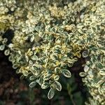 Azara microphylla Blatt