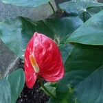 Anthurium spp.Kwiat