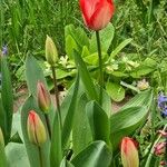 Tulipa gesneriana Flor
