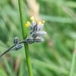 Myosotis balbisiana പുഷ്പം