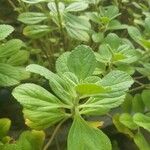 Plectranthus ornatus Leaf