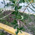 Aloysia gratissima Leaf