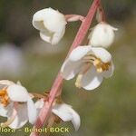 Pyrola rotundifolia Çiçek