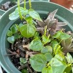 Peperomia pellucida List