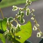 Fallopia dumetorum ഫലം