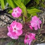 Phlox paniculataЦвят