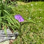 Tradescantia occidentalis Flor