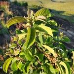 Terminalia prunioides Leaf