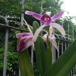 Cattleya intermedia Blomma