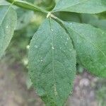 Sambucus canadensis Leaf