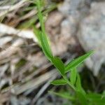 Polygala comosa Лист