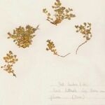 Polycarpon polycarpoides Libunga