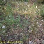 Ononis diffusa Habit