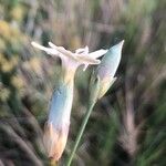 Dianthus pungens Flor