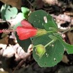 Malvaviscus arboreus Blüte
