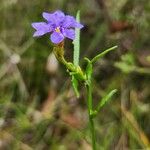 Dampiera stricta Fleur