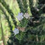 Echium italicumFlower