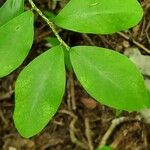 Erythroxylum havanense 葉