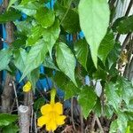 Macfadyena unguis-cati Blomst