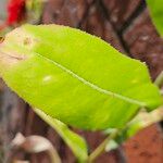 Lactuca serriola Leaf