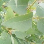 Eucalyptus camaldulensis 葉