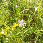 Campanula patulaFlors