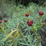 Euphorbia lamarckii Fruto