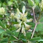 Astragalus glycyphyllos Квітка