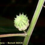 Abutilon theophrasti Frukt