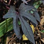 Ipomoea batatas Hoja