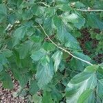 Parrotia persica पत्ता