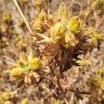 Ononis pubescens Fruit