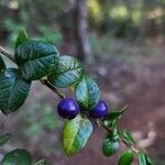 Rhaphithamnus spinosus Fruto