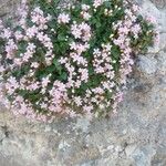 Gypsophila repensЦветок