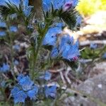 Echium vulgareFlor