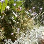 Lavandula pinnata Flower