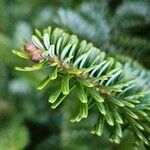 Abies fraseri Delienn