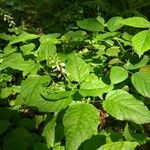 Circaea lutetianaFlower